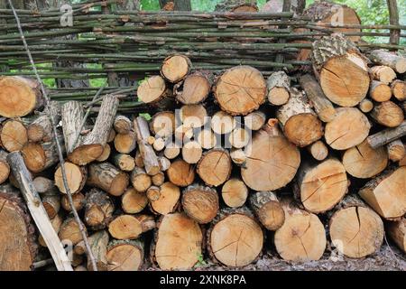 Stack of firewood. Firewood warehouse in the countryside. Woodpile fresh cut pine logs at sawmill factory. Natural wooden background. Stock Photo