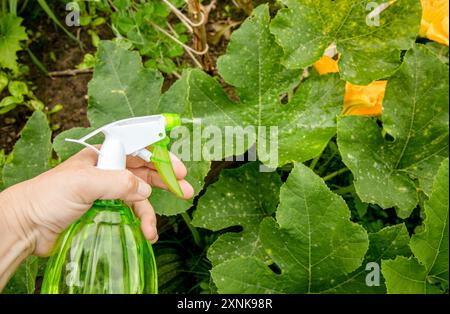 Fighting against Downy mildew, powdery mildew or Pseudoperonospora cubensis  in home garden. Using and spraying homemade fungicide on disease pumpkin. Stock Photo