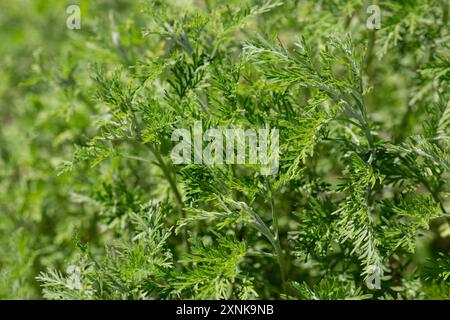 Wormwood (Artemisia vulgaris) grows wild in garden Stock Photo