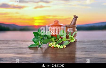 Immunity booster plant leaves, known commonly as ashwagandha Its roots and orange-red fruit have been used for hundreds of years for medicinal purpose Stock Photo