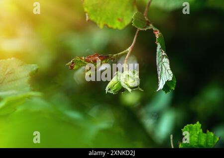 Young unripe hazelnuts on branches. Hazelnut harvest Stock Photo