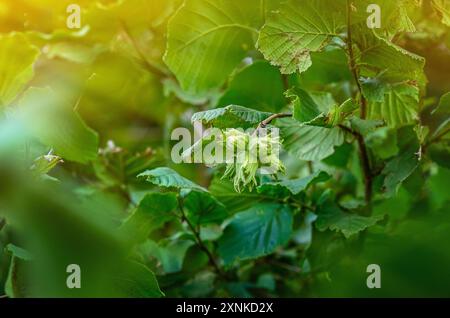 Young unripe hazelnuts on branches. Hazelnut harvest Stock Photo