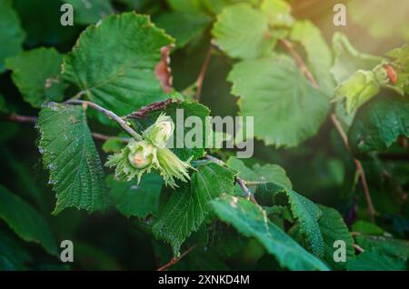 Young unripe hazelnuts on branches. Hazelnut harvest Stock Photo