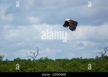 African fish eagle flying in cloudy sky in Kruger National park, South Africa ; Specie Haliaeetus vocifer family of Accipitridae Stock Photo