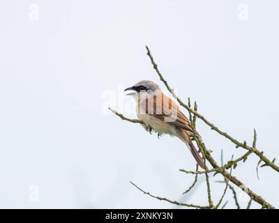 A male Red Backed Shrike sitting on a bush, cloudy day in summer, Germany Baabe Germany Stock Photo