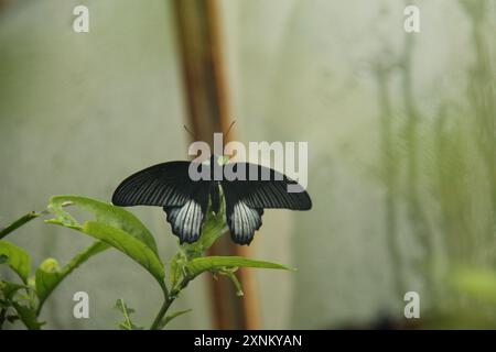 A Black and White Tropical Butterfly on a Green Leaf. Stock Photo