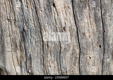 Tree trunk with cracks and holes in a close up view Stock Photo