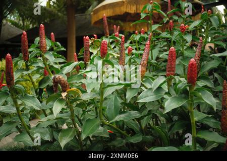 Coctus Woodsonii flower, commonly known as Indian Head Ginger or Scarlet Spiral Flag, in a tropical garden Stock Photo