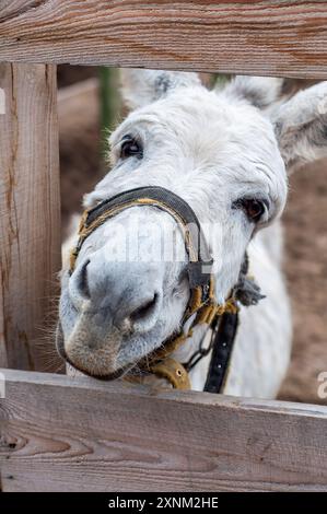 White donkey with a harness looking through a wooden fence in a rural setting. Stock Photo