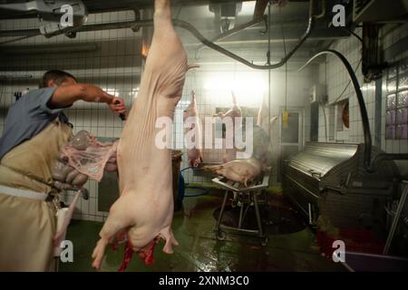 Meat Processing Operation A detailed view of organic meat processing in a hygienic facility ...