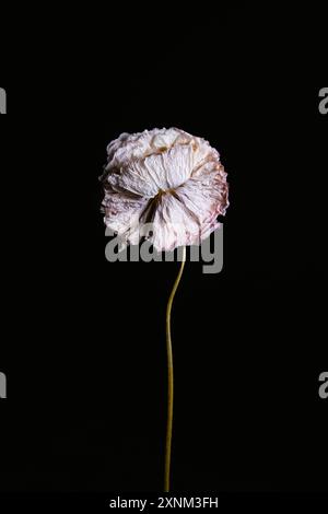 A flattened delicate pinkish white flower on a black background. Stock Photo