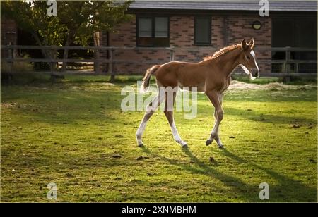 Lower Peover, Knutsford, Cheshire, UK - July 30th 2024 - Chestnut and white foal in a field in the late evening sunshine Stock Photo
