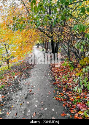 Path between fall trees. Autumn leaffall. Stock Photo