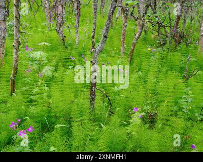 Wet birch woodland with a lush understorey of Horsetail Equisetum species and Wood Cranesbill Geranium sylvaticum in mountains of central Norway Stock Photo