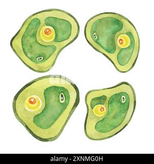 Microalgae Poster Microalgae cells, green microscopic algae on wet surface close up view ...
