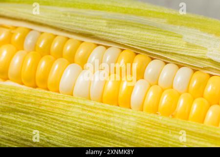 Multi Colored Sweet Corn on the Cob Ready to Cook Stock Photo