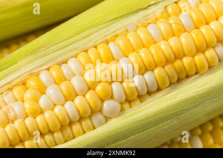 Multi Colored Sweet Corn on the Cob Ready to Cook Stock Photo