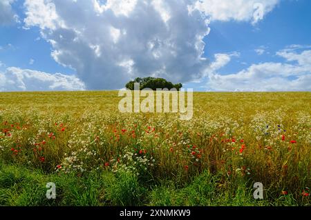 A lush meadow blooms with wildflowers, contrasting against a backdrop of deep blue skies and billowing clouds. Stock Photo