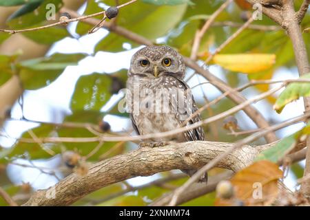 Spotted owlet perched attentively on branch in its natural habitat Stock Photo