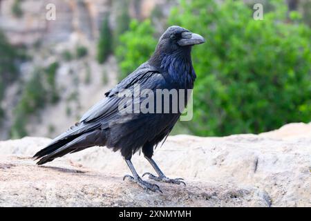 Full standing view of Common raven in close up on cliff edge Stock Photo