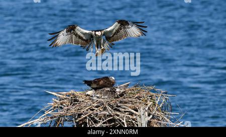 Male osprey brings fish to female and young on large stick nest above blue water Stock Photo