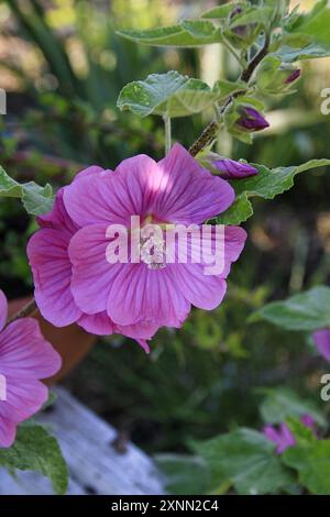 Close up of dark pink flowers of climbing Lavatera “Barnsley Baby” Stock Photo