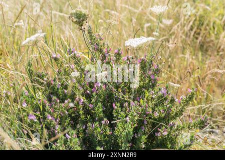 Flowering Creeping Restharrow (Ononis repens) - no spines visible - at Herne Bay, Kent Stock Photo