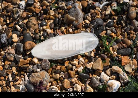 A Cuttle fish "bone (Sepia sp.) on the shingle beach of Herne Bay, Kent Stock Photo