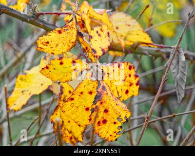 Bright yellow leaves with dark spots flutter on a shrub during the fall season, showcasing the beauty of autumn's transformation. Stock Photo