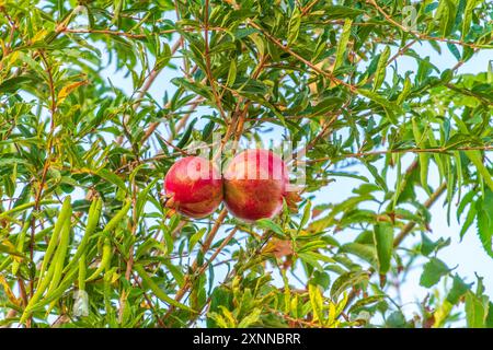 Red ripe pomegranate fruits grow on pomegranate tree in a garden, ready for harvest. Punica granatum fruit. Organic agriculture. Ripe pomegranate in a Stock Photo