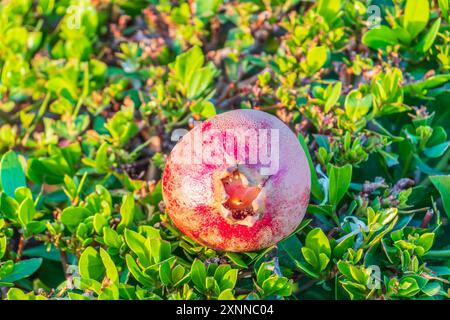 Red ripe pomegranate fruits grow on pomegranate tree in a garden, ready for harvest. Punica granatum fruit. Organic agriculture. Ripe pomegranate in a Stock Photo