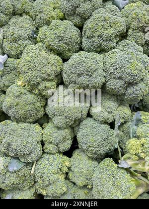 Healthy food. Broccoli florets display rich green colors and intricate ...