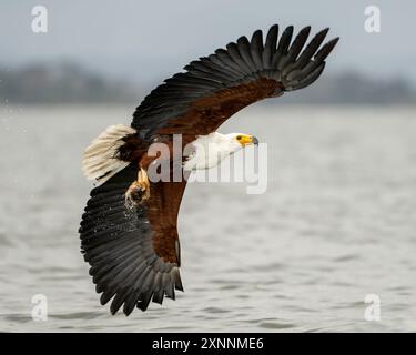 African Fish Eagle (Haliaeetus vocifer), or the African sea eagle is a large species of eagle found throughout sub-Saharan Africa Stock Photo