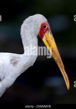 The yellow-billed stork portrait (Mycteria ibis), sometimes also called the wood stork or wood ibis Stock Photo