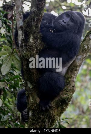 Silverback Mountain Gorilla (Gorilla beringei) , Bwindi impenetrable Forest, Uganda, Africa Stock Photo