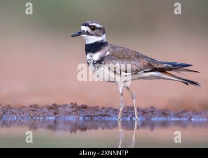 Killdeer (Charadrius vociferus), large plover found in the Americas. It gets its name from its shrill, two-syllable call Stock Photo