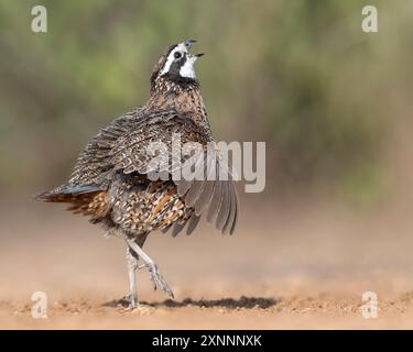 Northern Bobwhite, Colinus virginianus, Santa Clara Ranch, Texas Stock ...