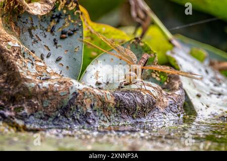 Close up of a Dragonfly, Cordulegaster boltonii,  perched on rotting leaf with abdomen in water laying eggs, Stock Photo
