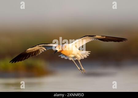 American Avocet (Recurvirostra americana) in breeding plumage in Northern California Stock Photo