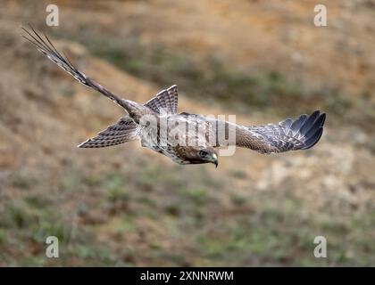 Red-tailed Hawk (Buteo jamaicensis) juvenile in flight, Point Reyes National Seashore, Northern California Stock Photo