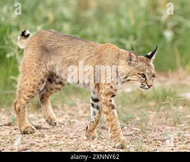 The Bobcat (Lynx rufus), also known as the red lynx, is one of the four extant species within the medium-sized wild cat genus Lynx Stock Photo