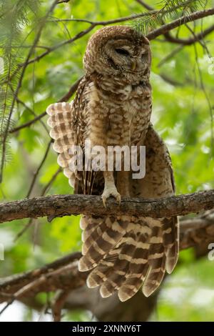 Spotted Owl (Strip Occidentalis lucida) , Mexican subspecies, Southern Arizona Stock Photo