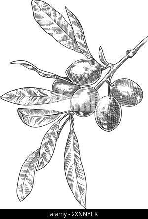 Engraved olive branch. Sketch branche with leaves and blossoms, hand ...