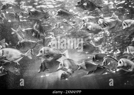 Fish in reef The Inbursa Aquarium in Mexico City. Human life in a water tank (Photo by Luis Gutierrez/ Norte Photo)  Peces en arrecife El Acuario Inbursa en la Ciudad de Mexico. Vida marina en estanque de agua (Photo by Luis Gutierrez/ Norte Photo) Stock Photo