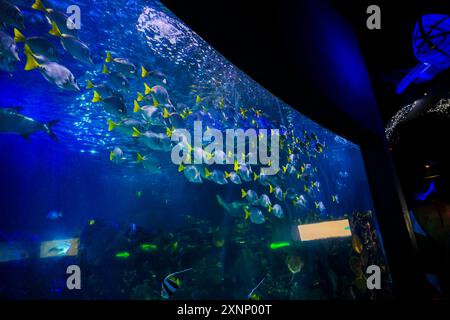 Fish in reef The Inbursa Aquarium in Mexico City. Human life in a water tank (Photo by Luis Gutierrez/ Norte Photo)  Peces en arrecife El Acuario Inbursa en la Ciudad de Mexico. Vida marina en estanque de agua (Photo by Luis Gutierrez/ Norte Photo) Stock Photo