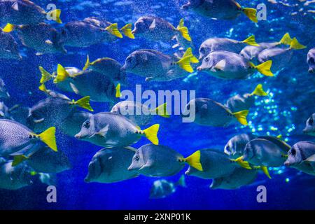 Fish in reef The Inbursa Aquarium in Mexico City. Human life in a water tank (Photo by Luis Gutierrez/ Norte Photo)  Peces en arrecife El Acuario Inbursa en la Ciudad de Mexico. Vida marina en estanque de agua (Photo by Luis Gutierrez/ Norte Photo) Stock Photo