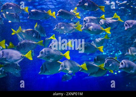 Fish in reef The Inbursa Aquarium in Mexico City. Human life in a water tank (Photo by Luis Gutierrez/ Norte Photo)  Peces en arrecife El Acuario Inbursa en la Ciudad de Mexico. Vida marina en estanque de agua (Photo by Luis Gutierrez/ Norte Photo) Stock Photo