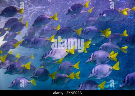 Fish in reef The Inbursa Aquarium in Mexico City. Human life in a water tank (Photo by Luis Gutierrez/ Norte Photo)  Peces en arrecife El Acuario Inbursa en la Ciudad de Mexico. Vida marina en estanque de agua (Photo by Luis Gutierrez/ Norte Photo) Stock Photo