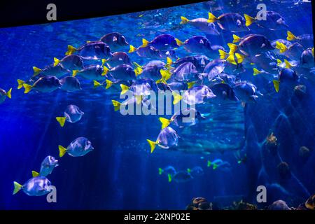 Fish in reef The Inbursa Aquarium in Mexico City. Human life in a water tank (Photo by Luis Gutierrez/ Norte Photo)  Peces en arrecife El Acuario Inbursa en la Ciudad de Mexico. Vida marina en estanque de agua (Photo by Luis Gutierrez/ Norte Photo) Stock Photo