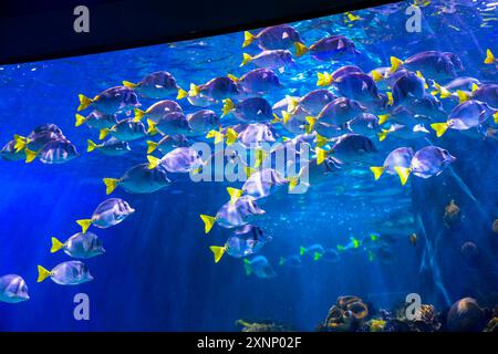 Fish in reef The Inbursa Aquarium in Mexico City. Human life in a water tank (Photo by Luis Gutierrez/ Norte Photo)  Peces en arrecife El Acuario Inbursa en la Ciudad de Mexico. Vida marina en estanque de agua (Photo by Luis Gutierrez/ Norte Photo) Stock Photo